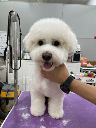 dog groomer doncaster